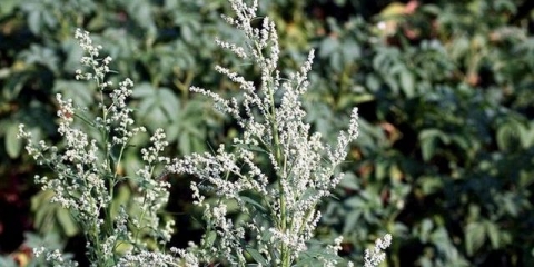 Čime hraniti zečeve